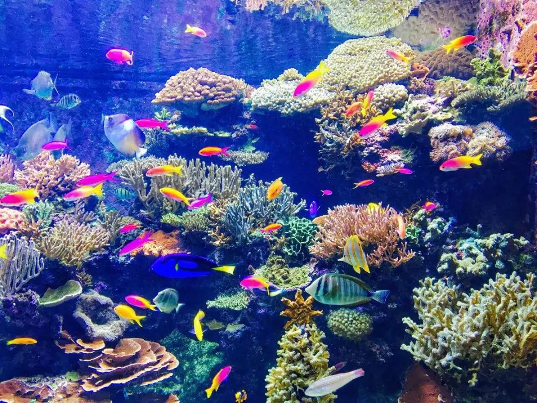 海水魚(yú)缸養(yǎng)殖，鹽度不能忽視